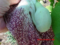 Dutchman's Pipe is just a stunning plant.  Everyone who visits falls in love with the unusual flowers.  The back side of the flower looks like the old Sherlock Holmes pipe.