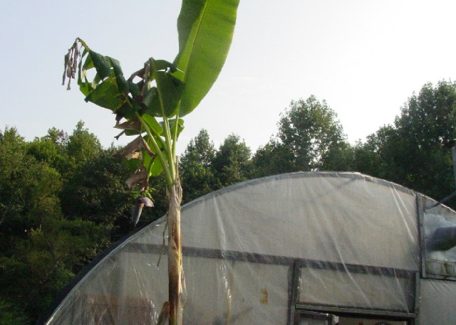 Greenhouse in the background of the banana tree