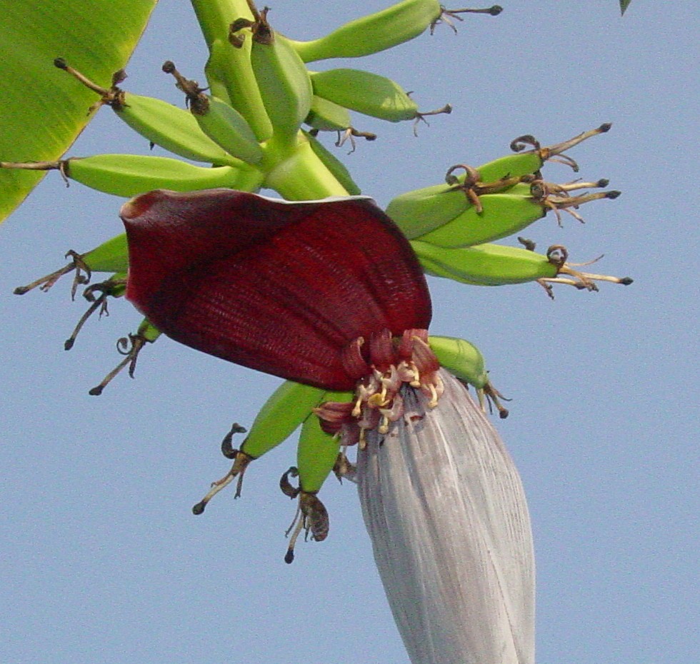 The flower is about 12 inches long