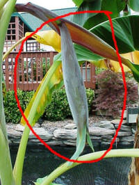 Banana blossom appeared in early summer of 2005