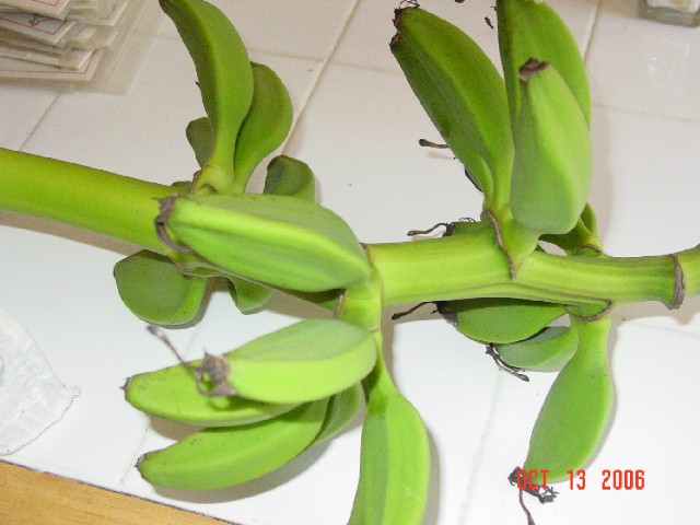 Little green bananas