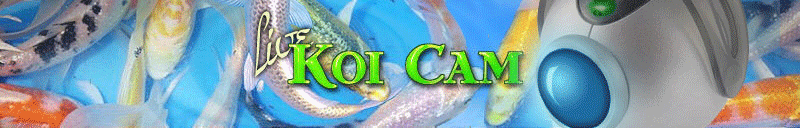 Pond Plant and Koi Pond Tips