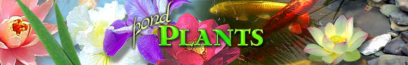 Bonnie's Pond Plant Profiles