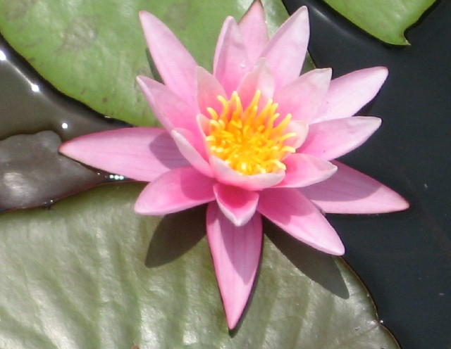 Pink Sensation hardy lily