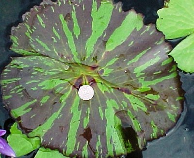 US quarter in the center of the leaf