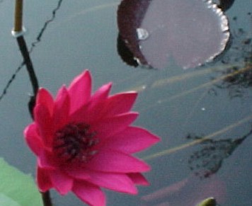 Antares a night blooming tropical