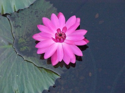 Red Flare is also a night bloomer