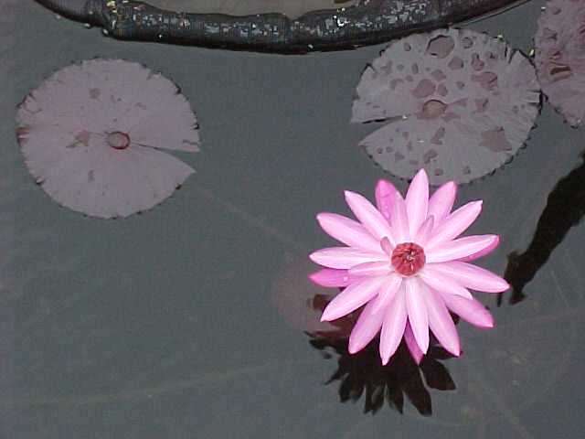 Sturtevanti is a wonder pink night bloomer