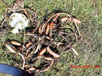 This picture shows the tubers and runners that have all the dirt washed off