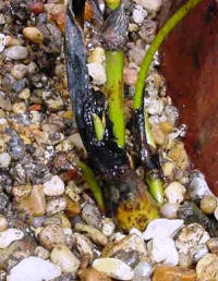 note that the growing tip is NOT covered