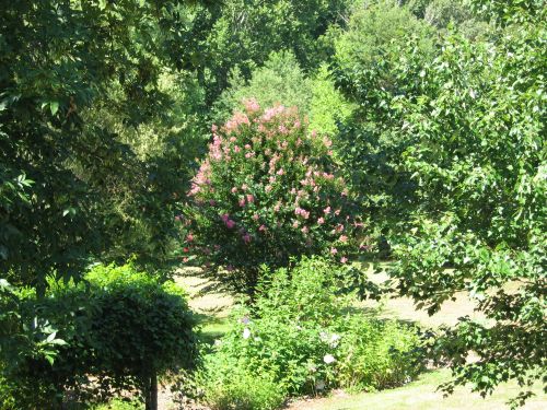 One of the many gardens on our property