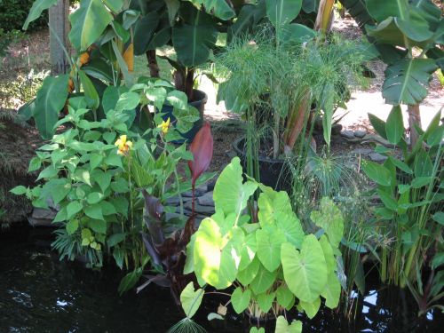 Left photo shows the plant shelf and some of the banana trees behind the pond