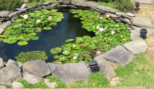 Another view of lilies in the upper pond