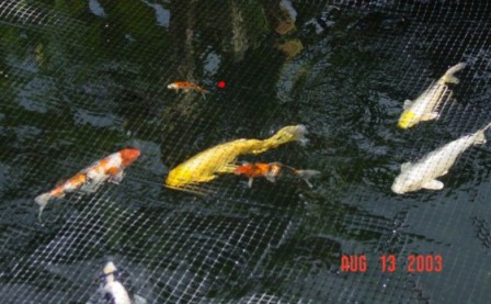 My koi August 2003