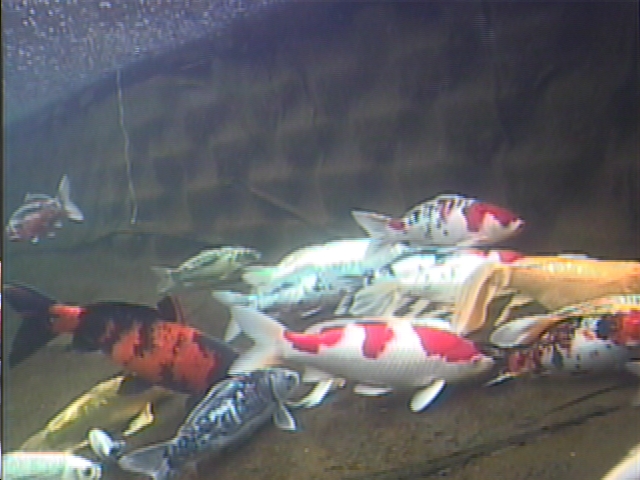 Photo above was taken with my under water live streaming camera