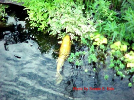 Sunny helps herself to the water celery