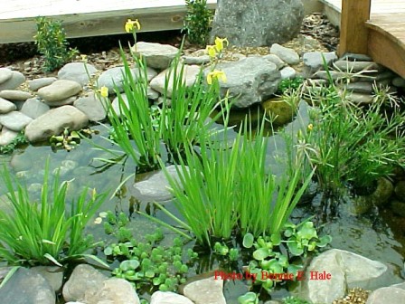 Water Iris in the stream bed