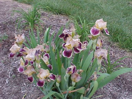 one of my many bearded Iris