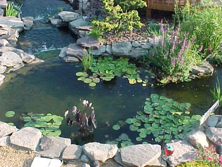 My view from the kitchen window