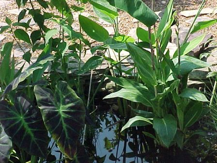 Imperial Taro, behind Swamp Hibiscus, far right Thalia Delbata