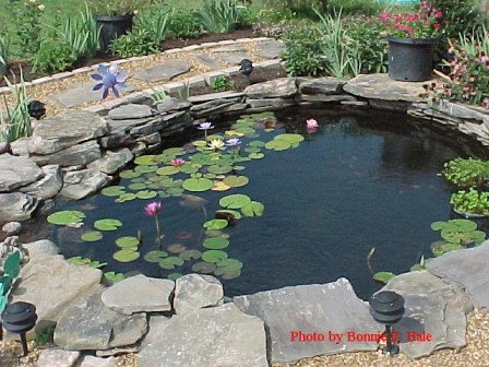Lilies in the upper pond