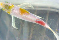 Photo of fish 3 days after one injection of antibiotics