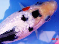 You can see the eye bulging