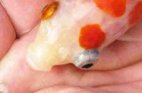 The right eye is pop-eyed