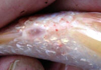 costia damage on belly