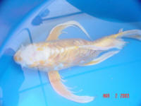 Lucky had fungus on tail fin